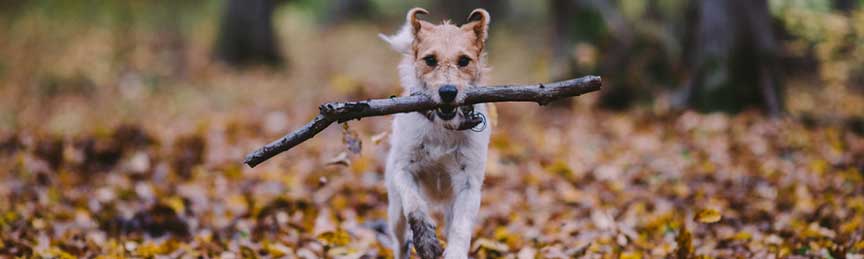 Pet Range At Crossways Of Ellingham